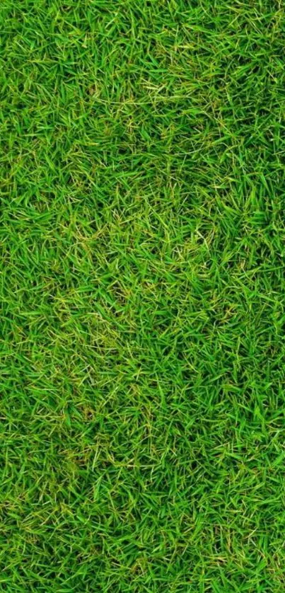 Lush green grass texture wallpaper for mobile phones.