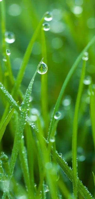 Close-up of dew-covered green grass blades.