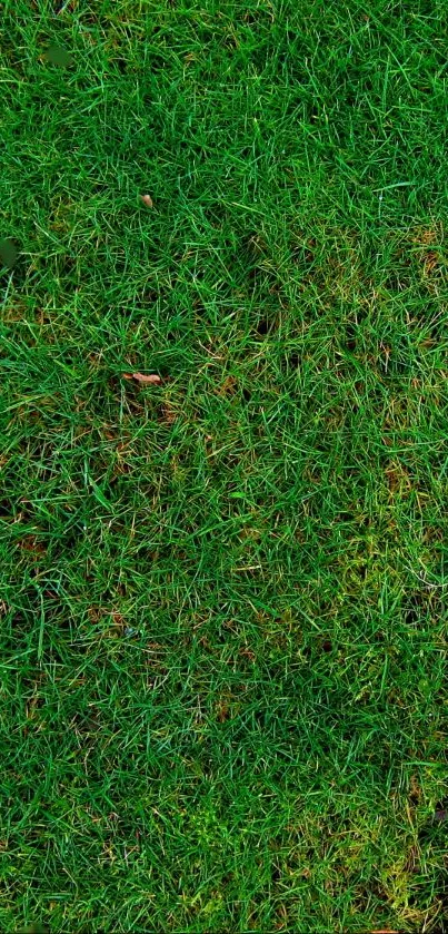 Vibrant green grass wallpaper with natural texture.