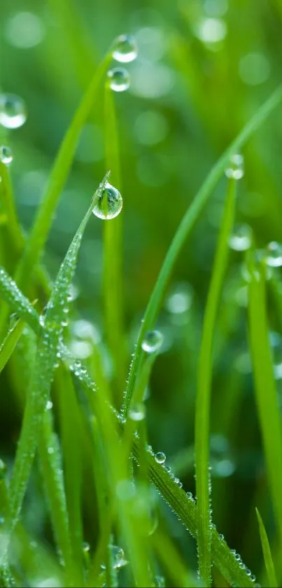 Green grass with dew drops mobile wallpaper for nature lovers.