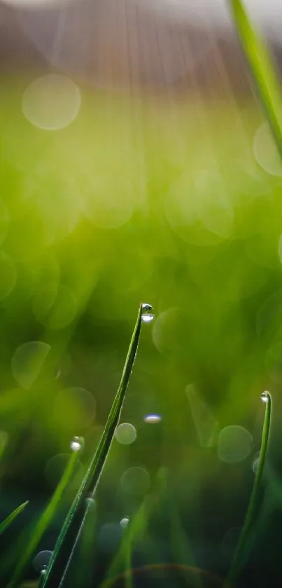 Wallpaper of dewdrop-laden green grass with bokeh background.