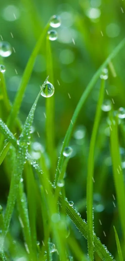 Fresh green grass with morning dew drops in close-up view, perfect for nature lovers.