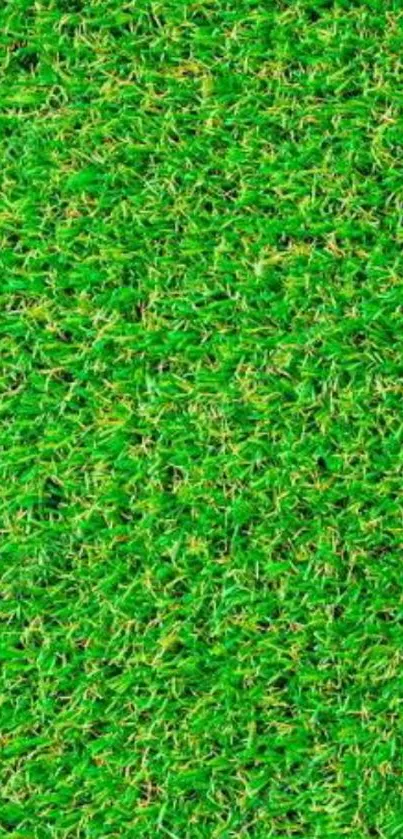 Vibrant green grass mobile wallpaper, capturing nature's essence.