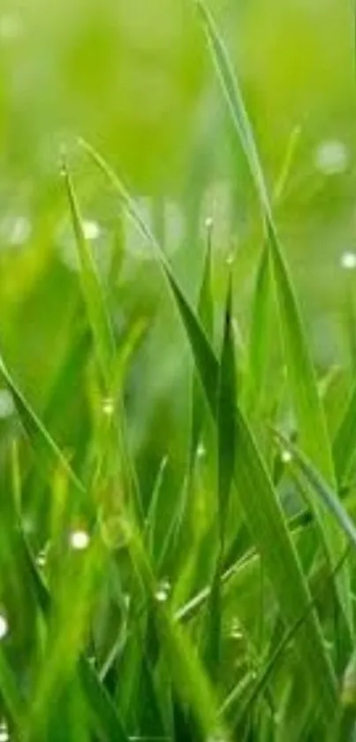 Vibrant green grass with dewdrops mobile wallpaper.