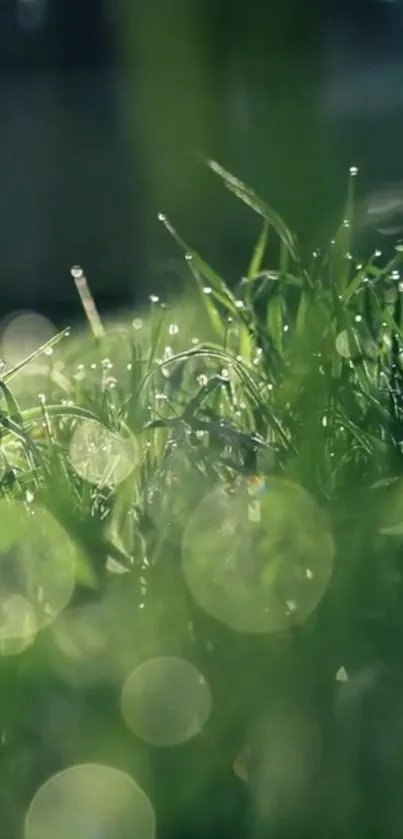 Close-up of lush green grass with dewdrops glistening in sunlight.