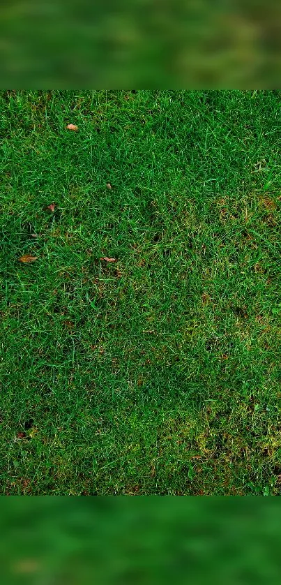 Vibrant green grass wallpaper for mobile screen