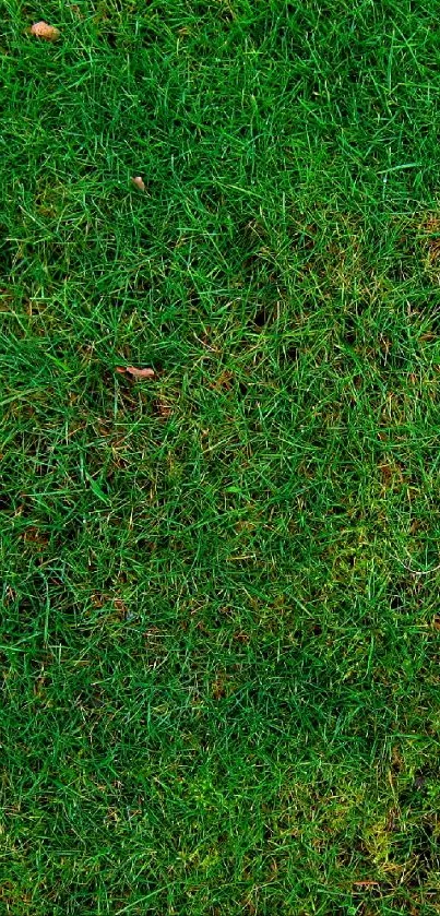Vibrant green grass covering the screen.
