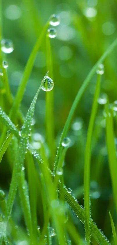 Close-up vibrant green grass with dewdrops.