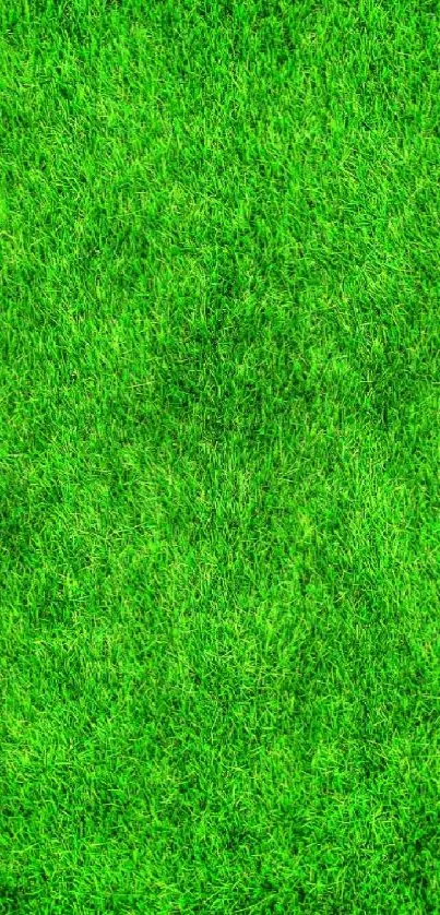 Vibrant green grass mobile wallpaper featuring lush, natural texture.