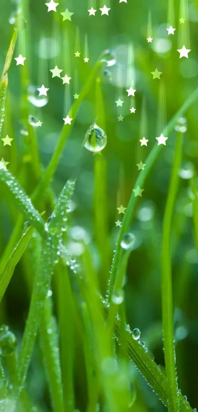 Green grass with dewdrops and small stars shines vibrantly.