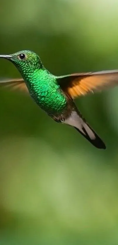 Vibrant green hummingbird in flight on a serene nature background.