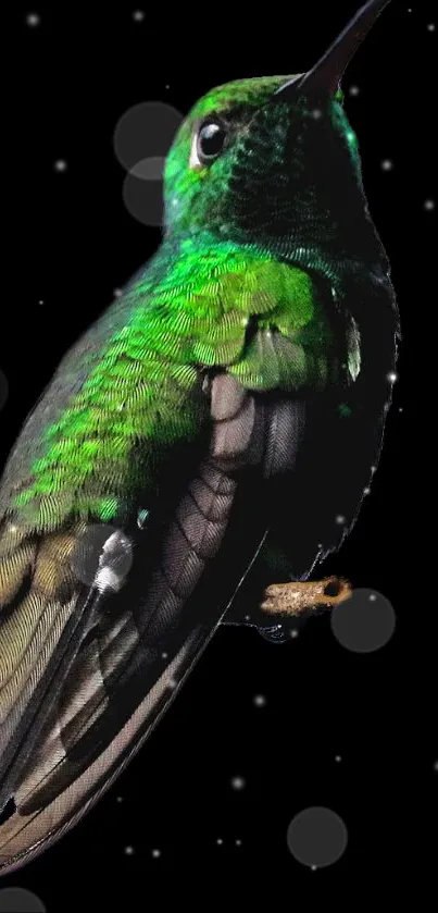 Bright green hummingbird perched on branch with vivid feathers