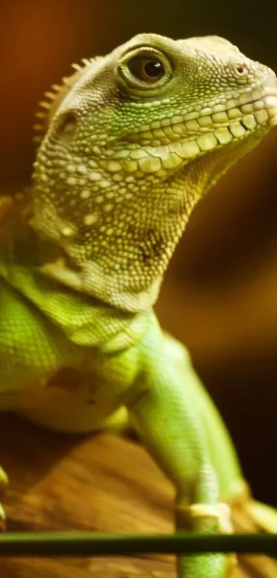 Close-up of a vibrant green iguana on a tree branch.