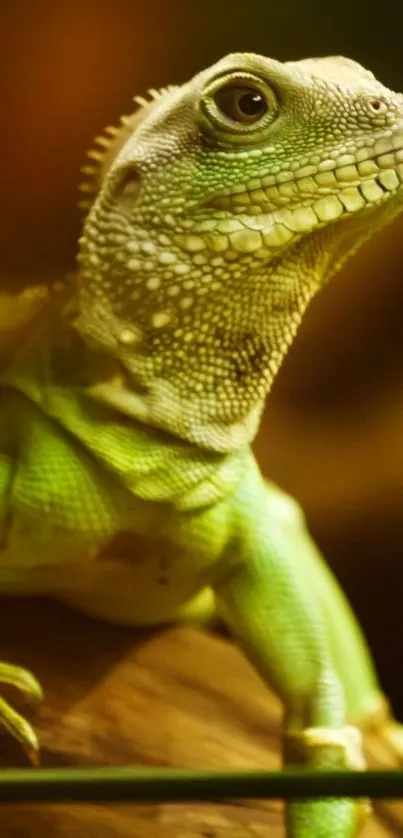 Vibrant green iguana on branch in jungle-themed wallpaper.