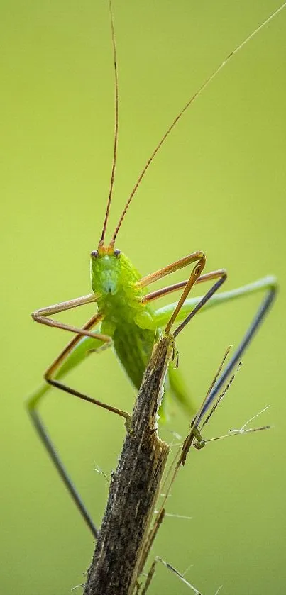 Close-up of a green insect perched on a twig.