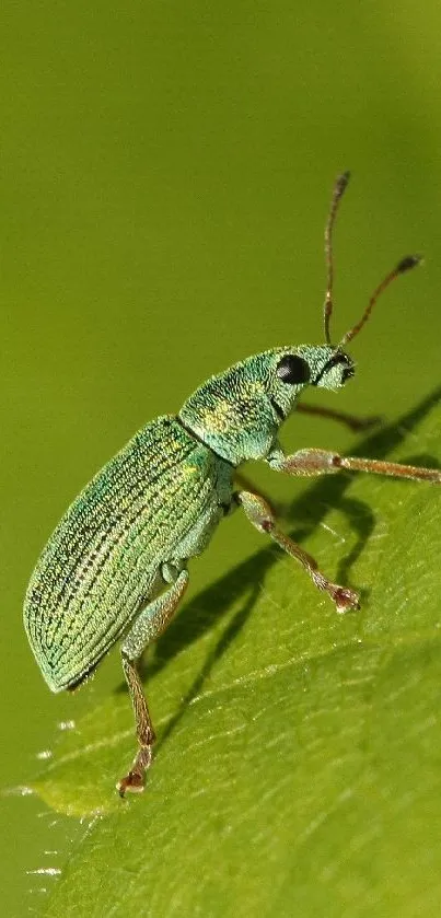 Vibrant green weevil on a lush leaf mobile wallpaper.