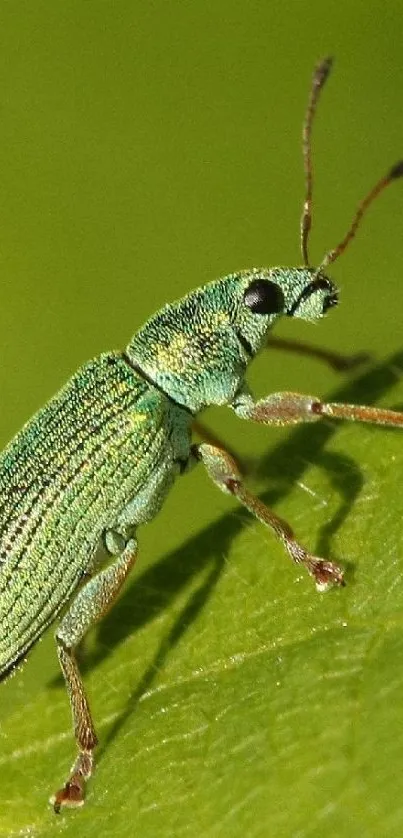 Close-up of a vibrant green insect on leaf.