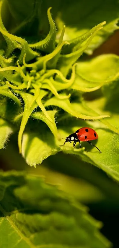 Ladybug perched on vibrant green leaf wallpaper.