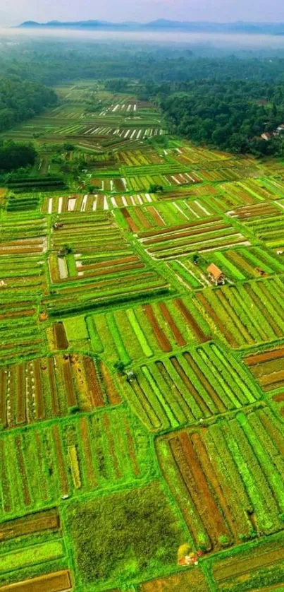 Aerial view of vibrant green fields and forests stretching to the horizon.