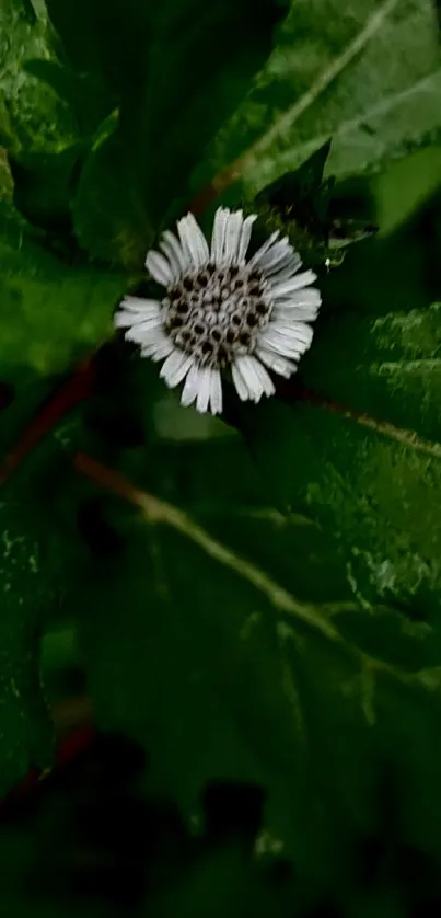 Lush green leaves with a small white flower in focus at the center.