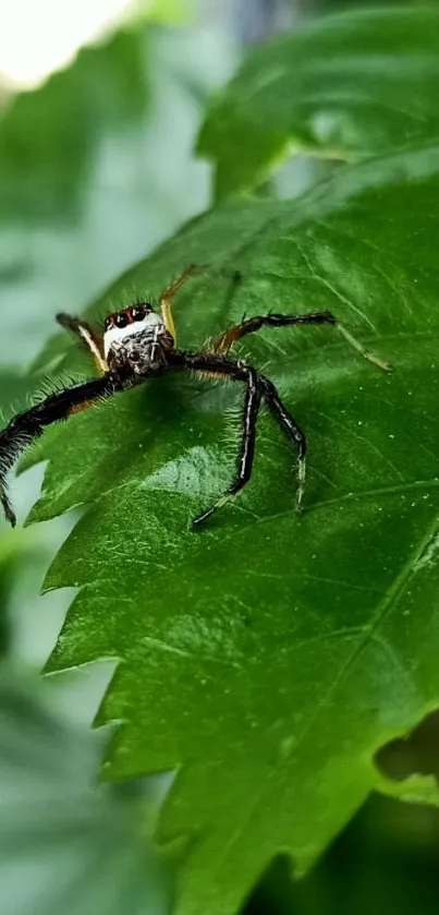 Spider perched on a vibrant green leaf.