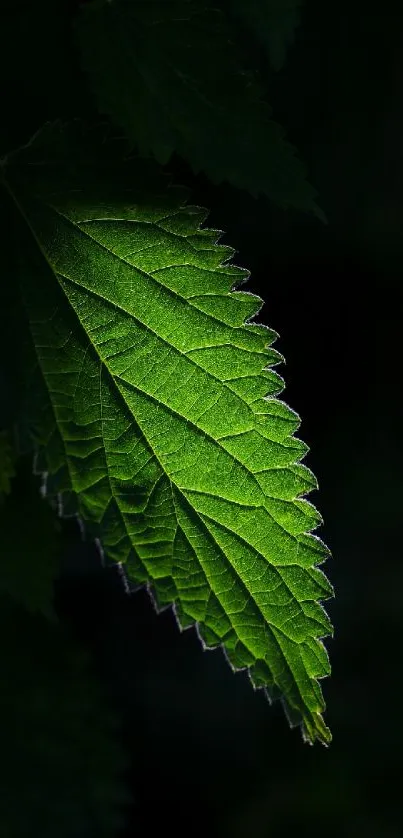 Close-up of a vibrant green leaf with dark background.