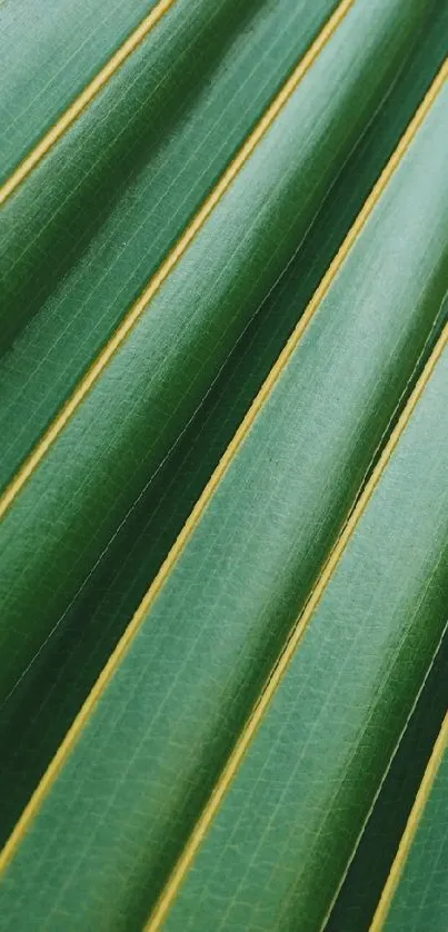 Close-up of a vibrant green leaf with distinct patterns.