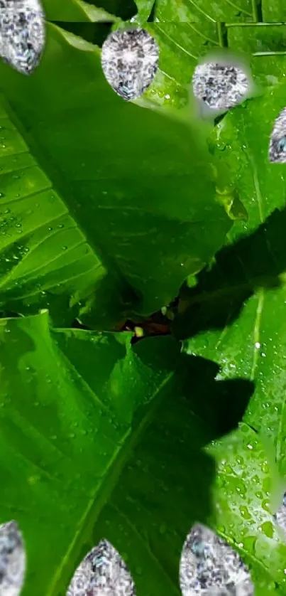 Vibrant green leaves with sparkling dew drops in a refreshing pattern.