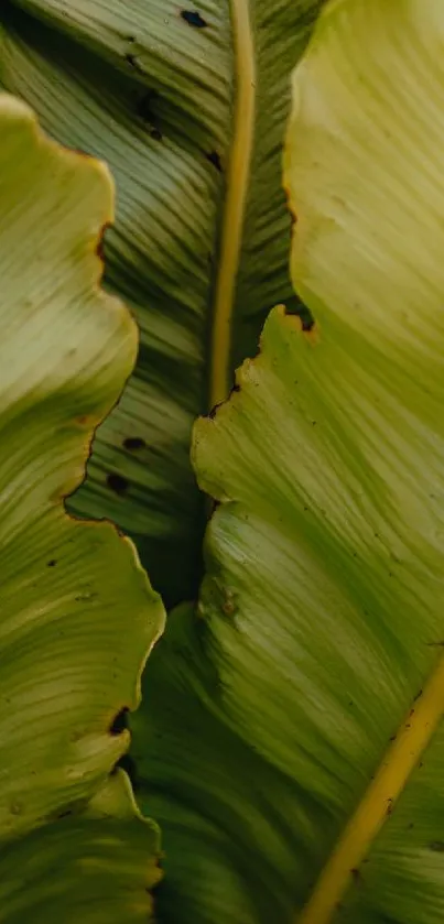 Close-up of a vibrant green leaf with detailed texture for mobile wallpaper.