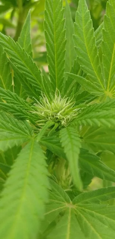 Close-up of vibrant green leaves showcasing botanical detail.