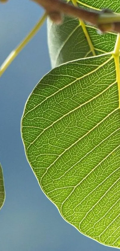 Close-up of a vibrant green leaf with detailed veins and natural texture.