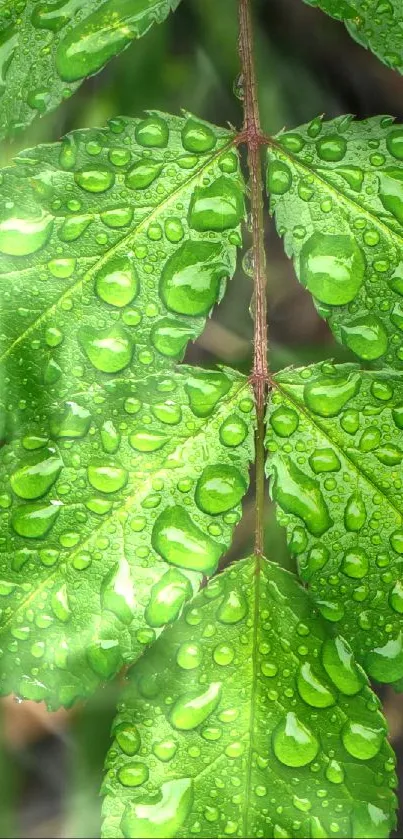 Close-up of vibrant green leaf with dew drops.