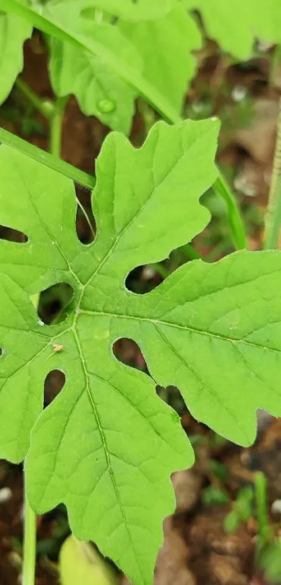 Vibrant green leaf with detailed texture on a nature backdrop.