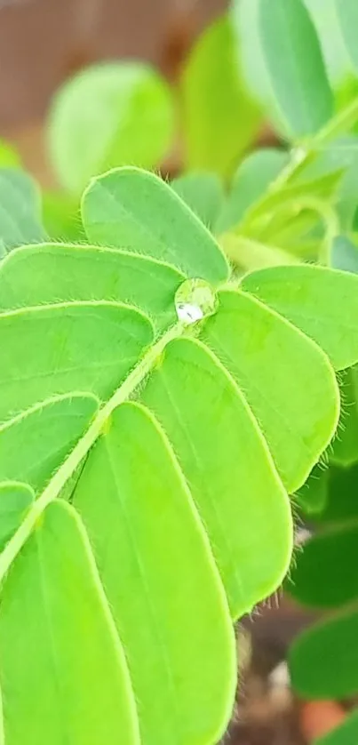 Close-up of a green leaf with dewdrop, nature wallpaper.