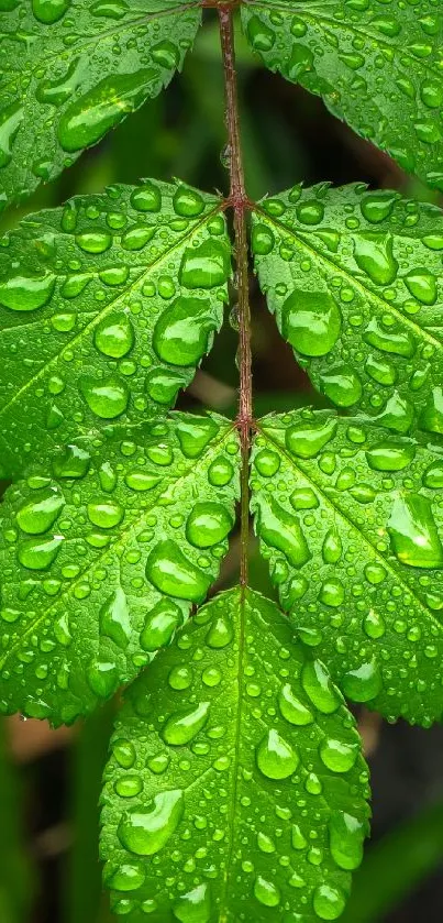 Close-up of a vibrant green leaf with dew drops.