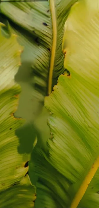 Close view of a vibrant green leaf with detailed texture.