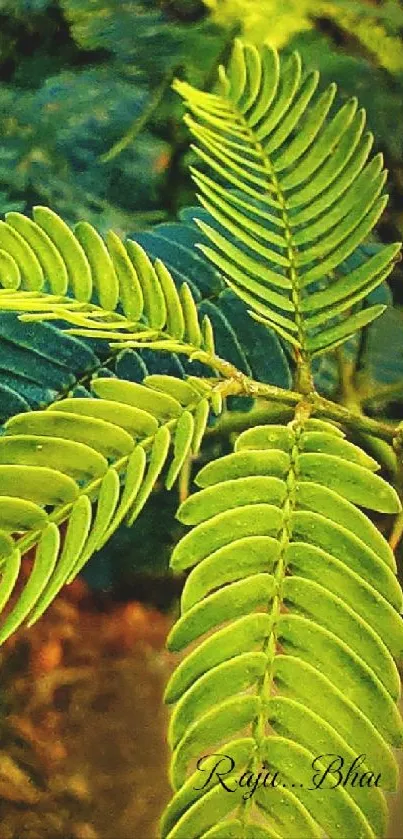 Vibrant green fern leaves in close-up view.