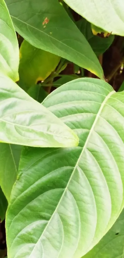 Close-up of vibrant green leaf with detailed veins.