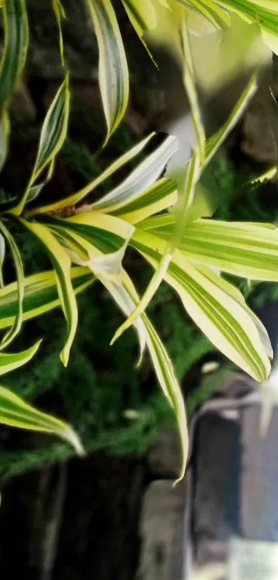 Close-up of vibrant green leaves with natural background.