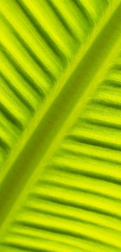 Close-up of vibrant green leaf texture with bold lines and natural patterns.