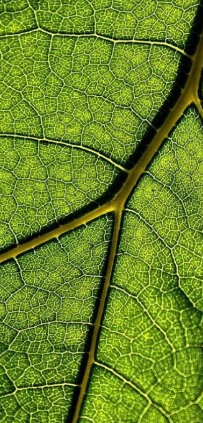 Vibrant green leaf with intricate patterns.