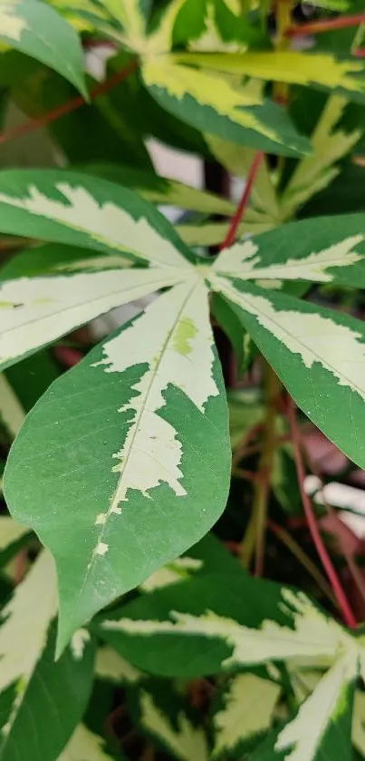 Green leaves with white patterns creating a natural mobile wallpaper.