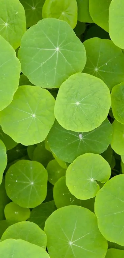 Vibrant mobile wallpaper with green circular leaves.