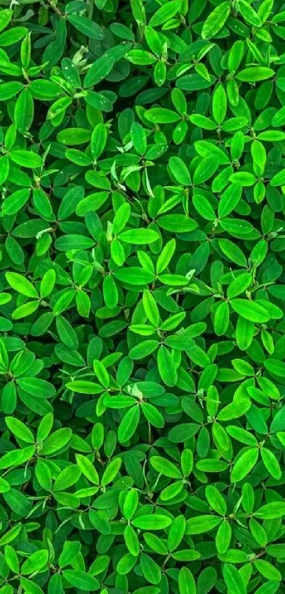 Lush green leaf pattern mobile wallpaper for nature enthusiasts.