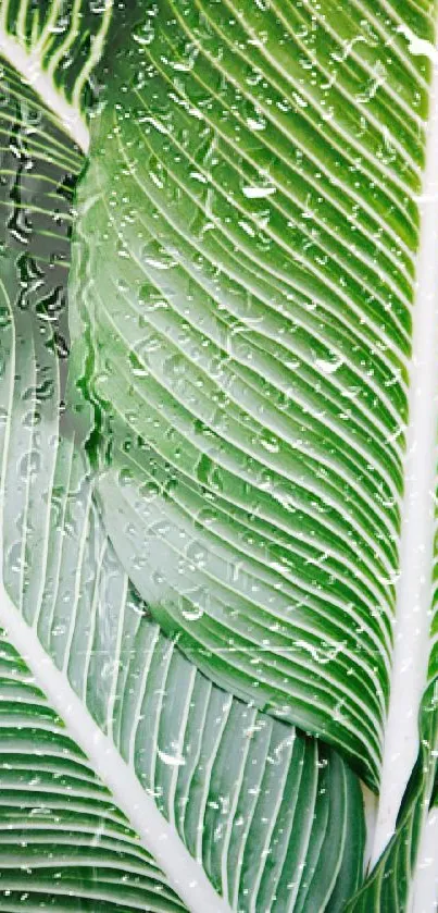 Vibrant green leaf texture wallpaper with detailed veins.