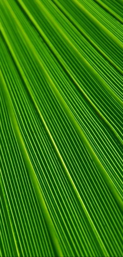 Close-up texture of vibrant green leaf with detailed vein patterns.