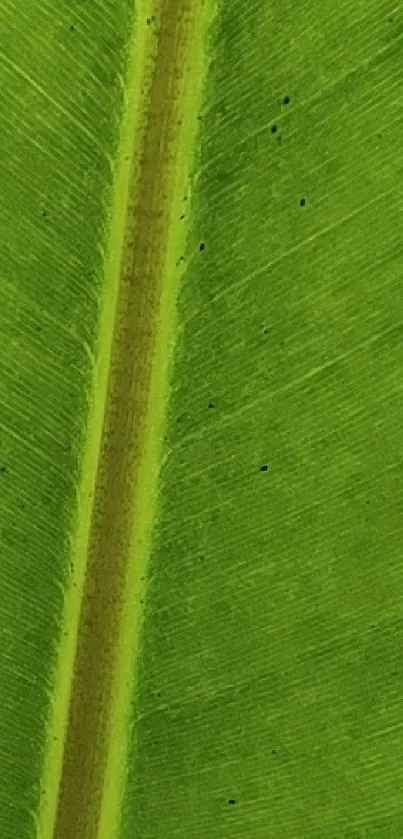 Close-up of a vibrant green leaf texture with intricate details.