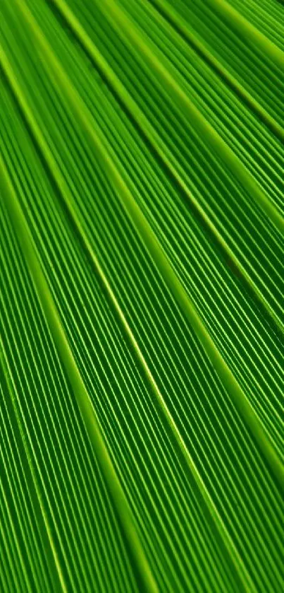 Close-up of vibrant green leaf texture with natural lines and patterns.