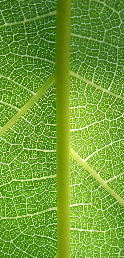 Close-up of a vibrant green leaf with intricate vein patterns.