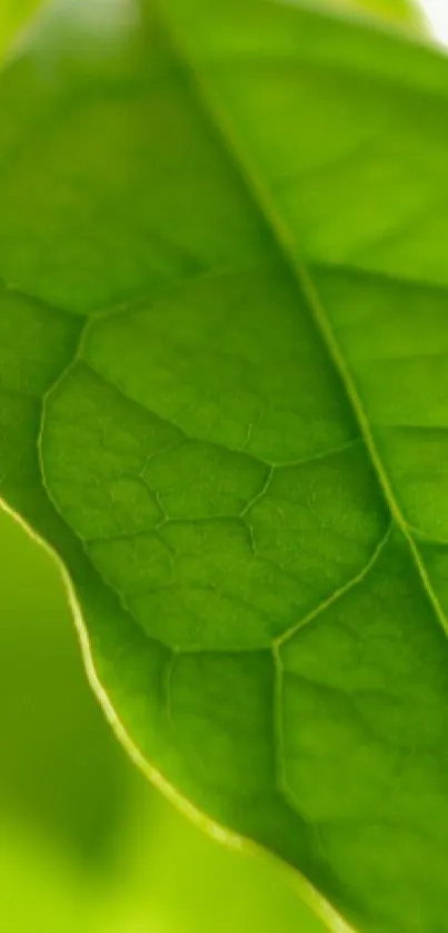 Close-up view of a vibrant green leaf texture.